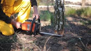 Best Tree Removal Services  in Shorewood Tower Hills Harbert, MI